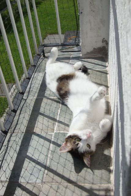 Slika
