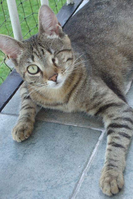 Slika