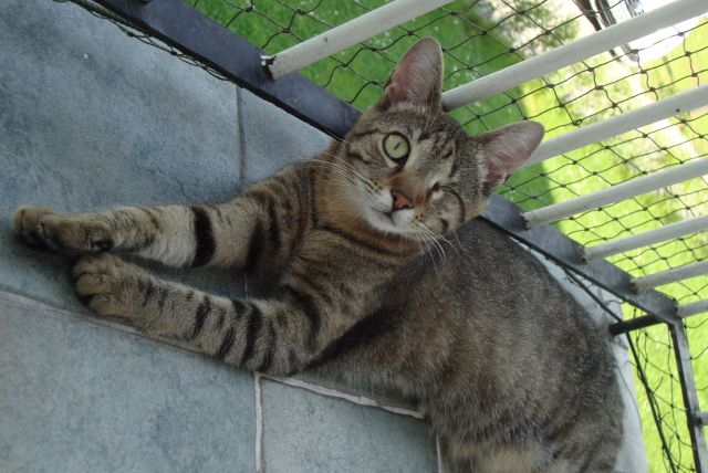 Slika