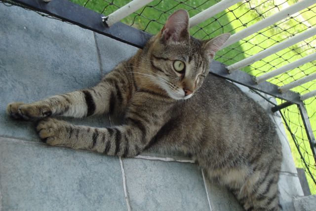 Slika
