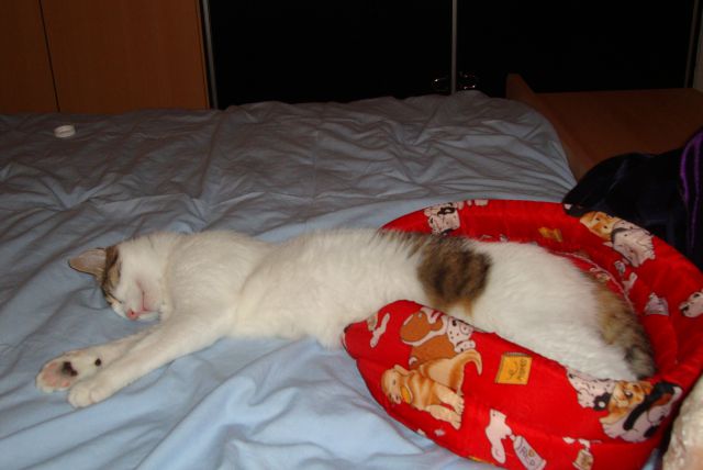 Slika