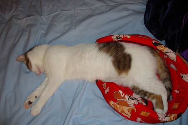 Slika