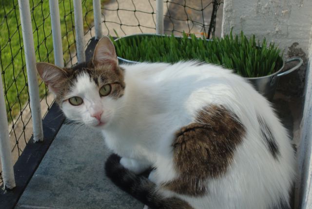 Slika