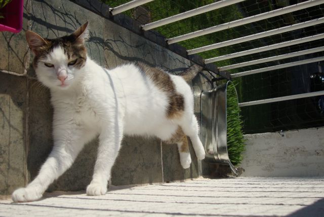 Slika