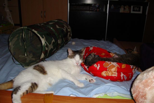 Slika