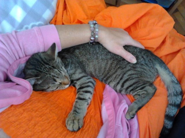 Slika