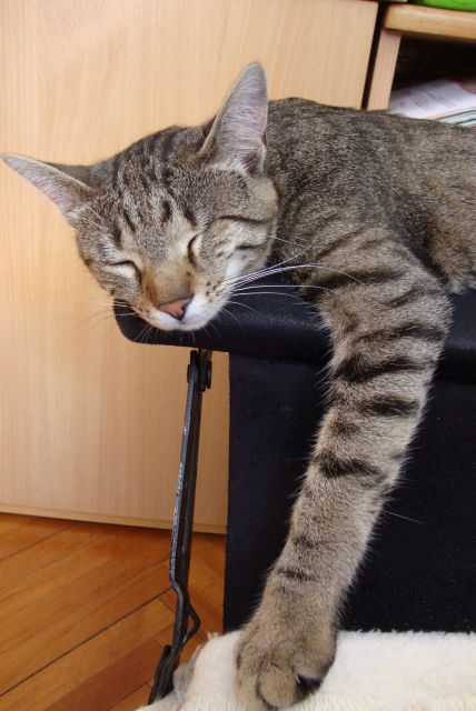 Slika