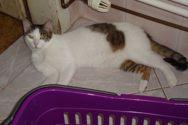 Slika