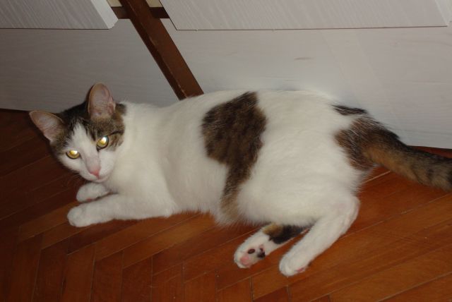 Slika