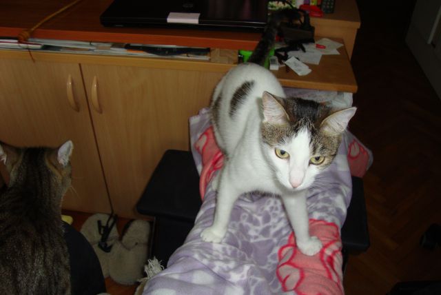 Slika