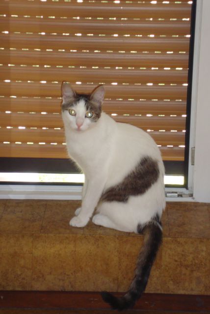 Slika