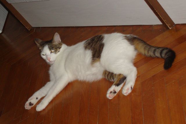 Slika