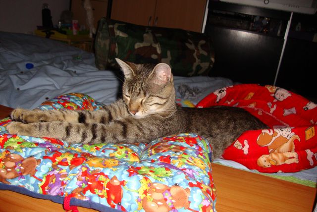 Slika