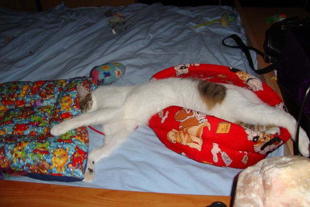 Slika