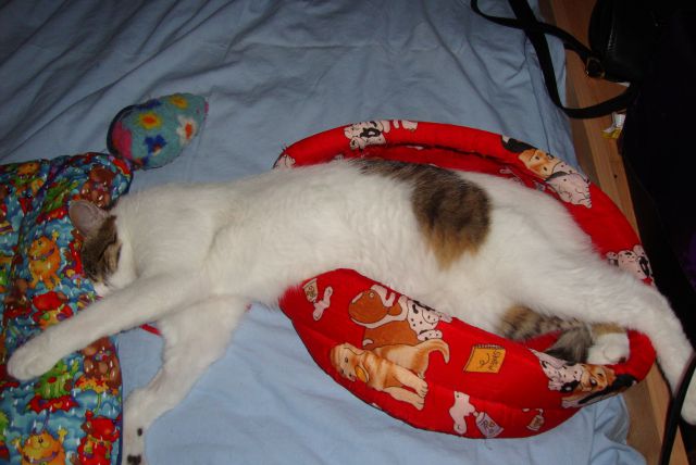 Slika