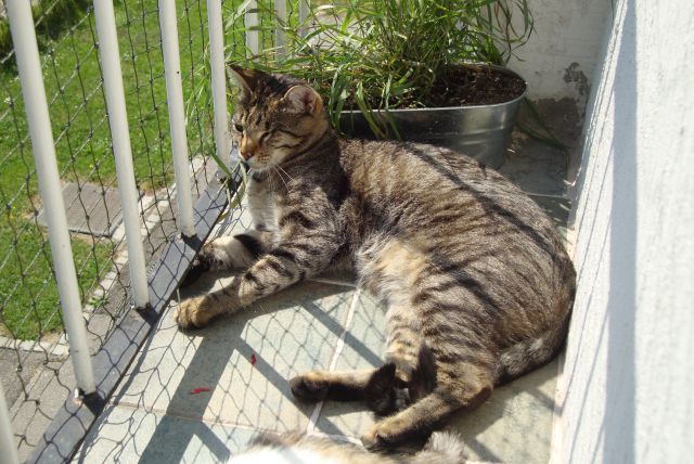 Slika