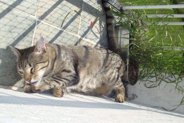 Slika