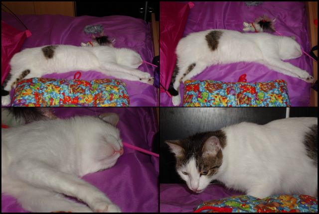 Slika