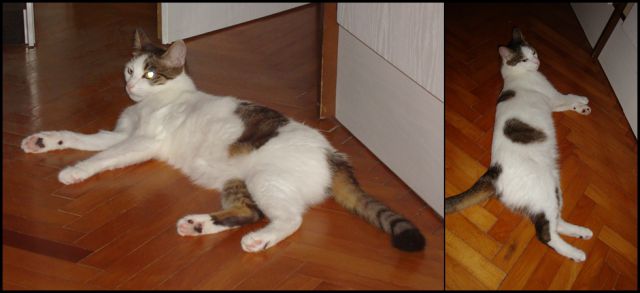 Slika