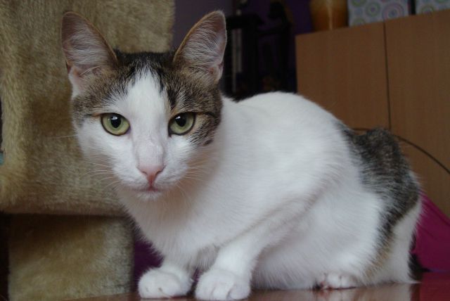 Slika