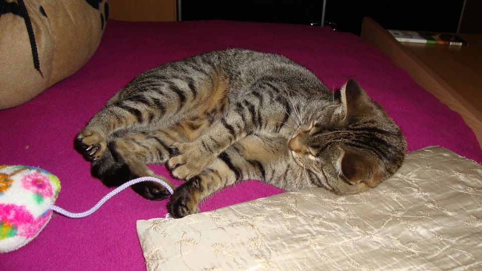 Slika