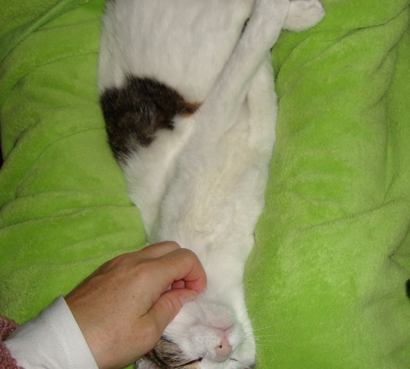 Slika