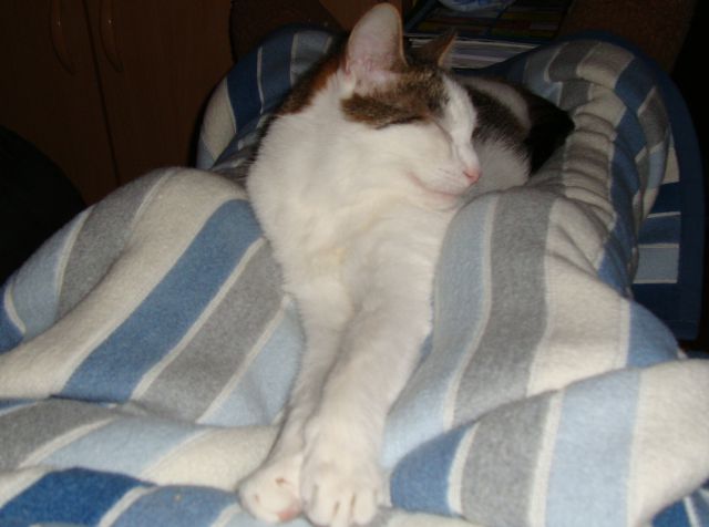Slika