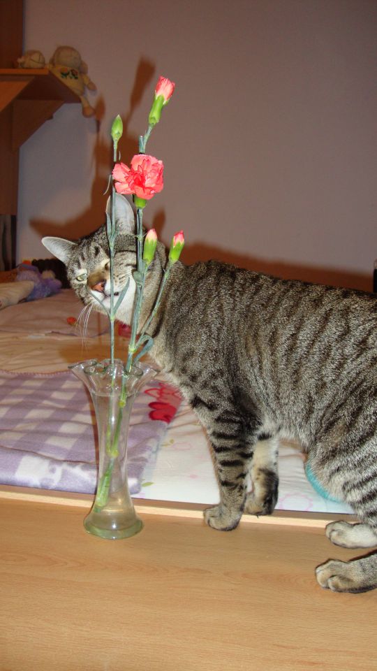 Slika
