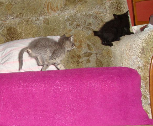 Slika