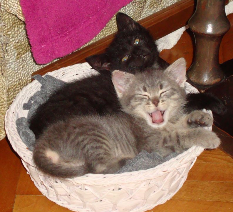 Slika