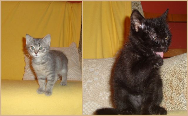Slika