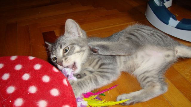 Slika