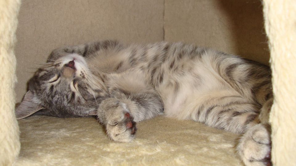 Slika