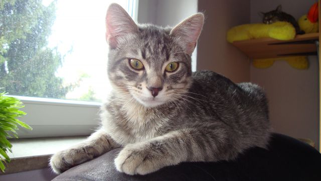 Slika