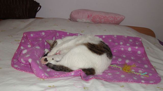 Slika