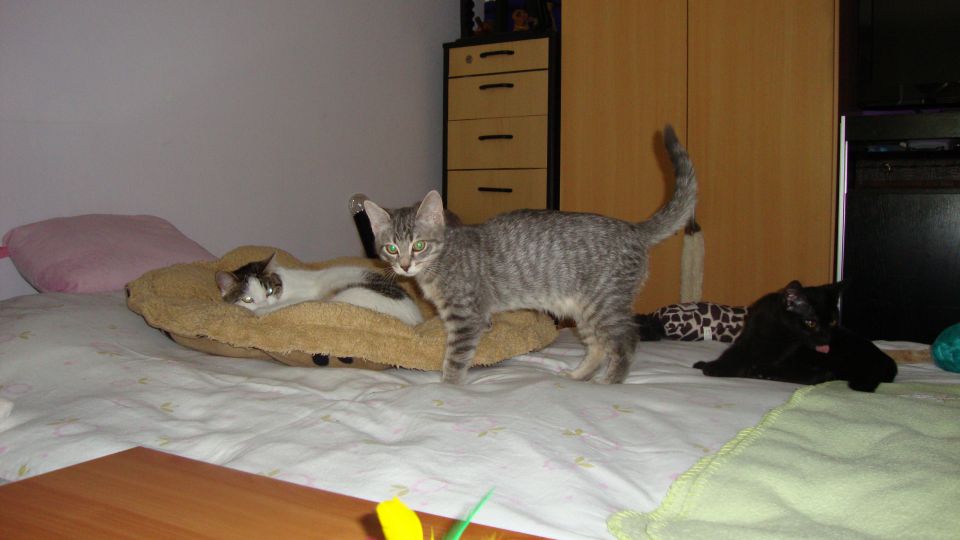 Slika
