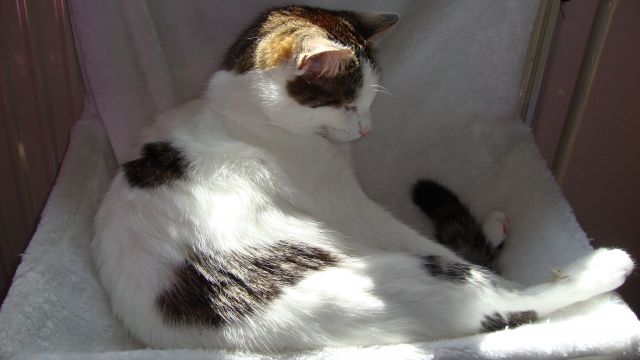Slika
