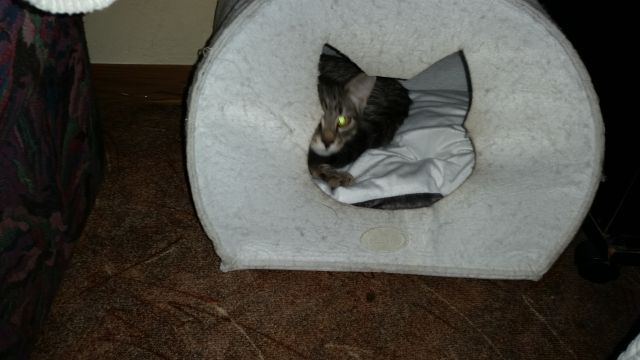 Slika
