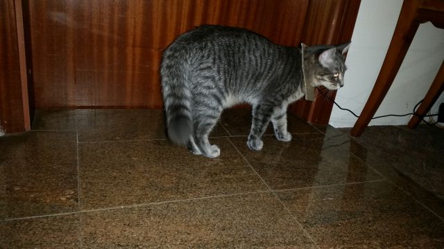 Slika