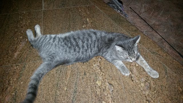 Slika