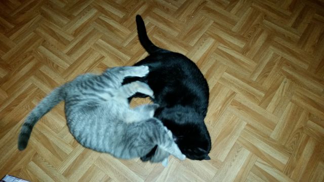 Slika