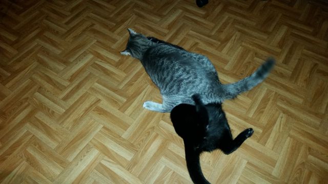 Slika