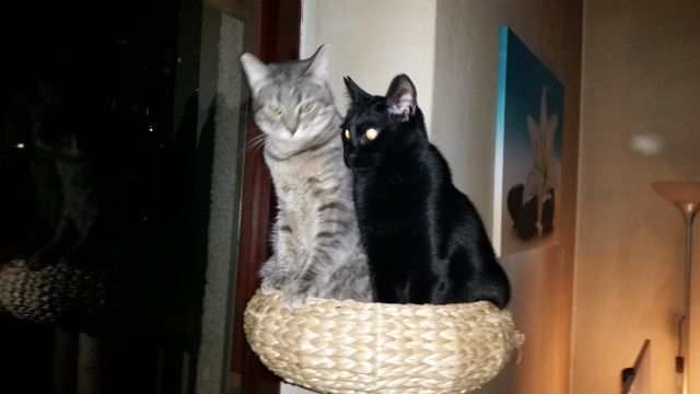 Slika