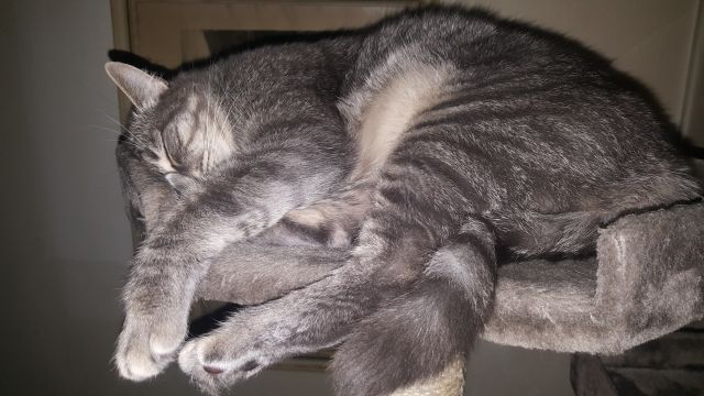 Slika
