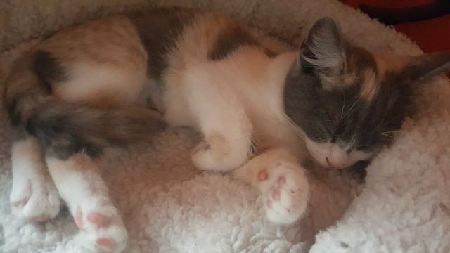 Slika