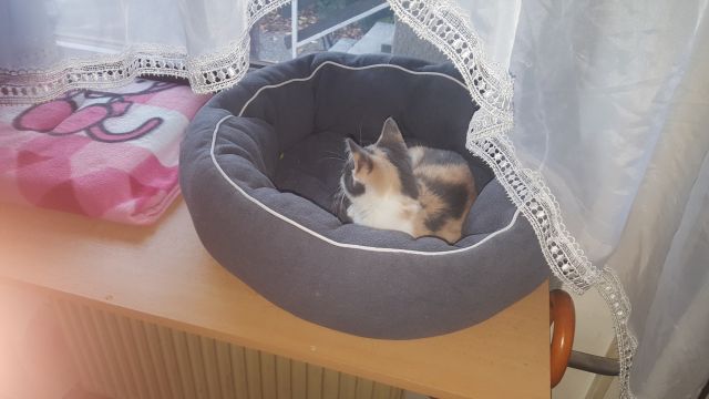 Slika