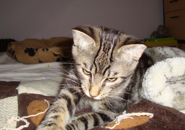 Slika