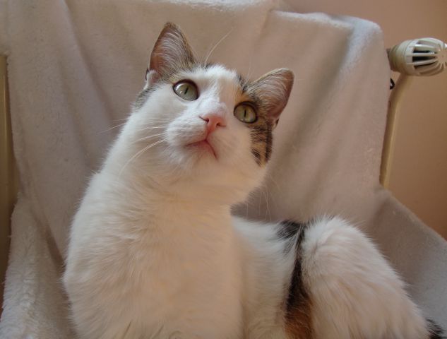 Slika