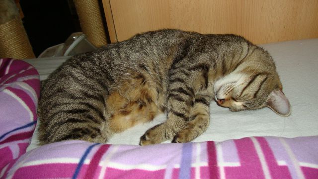 Slika