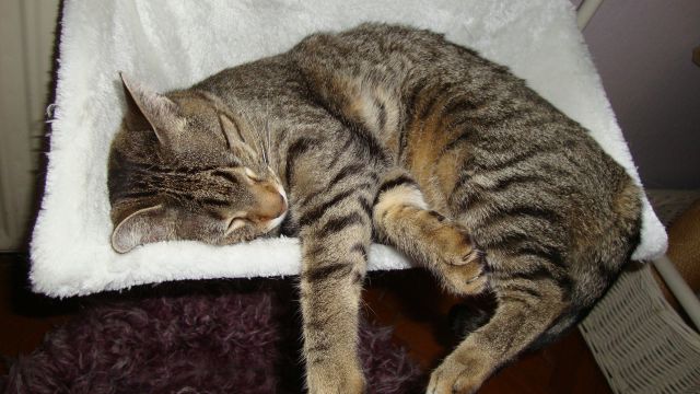 Slika